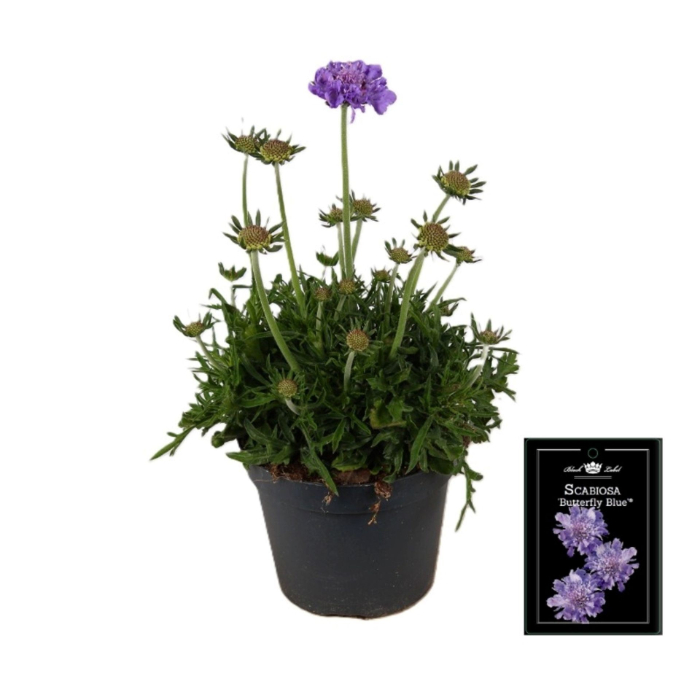 scabiosa-col-butterfly-blue