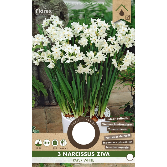 pure-3-narcissus-paperwhite