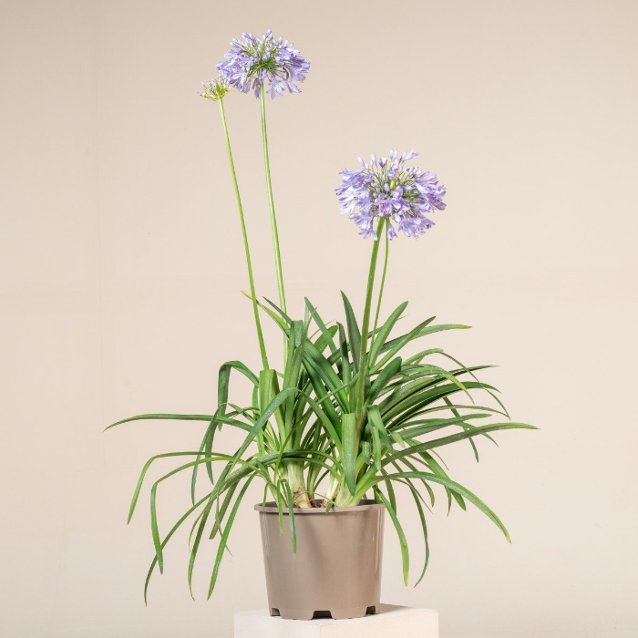 agapanthus-africanus-w18-cm