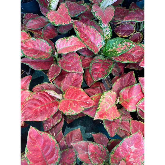 aglaonema-cayenne-red-h12