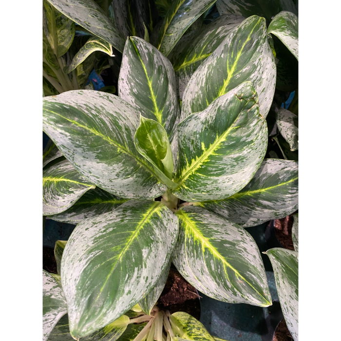 aglaonema-bitter-lemon-h15