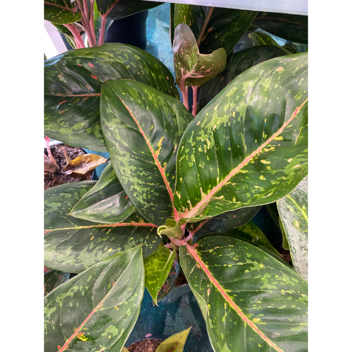 aglaonema-camo-carmine-h15