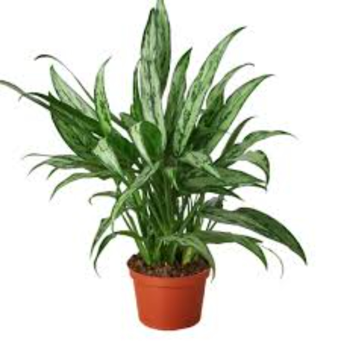 aglaonema-cutlass-h50-p12