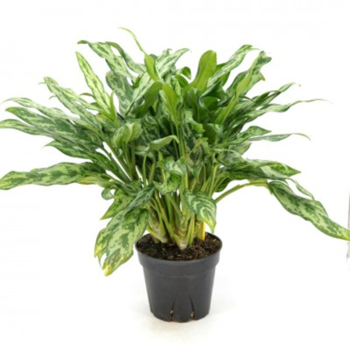 aglaonema-juliette-h55-w17