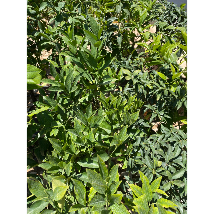 agrumi-h24-citrus-