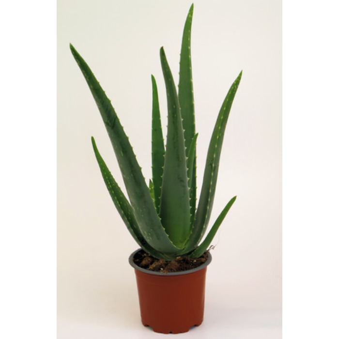 aloe-vera-w510-h30