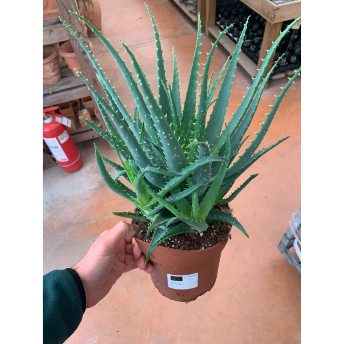 aloe-arborescens-w12-h20