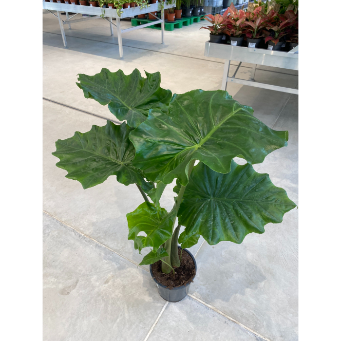 alocasia-portodora-h21