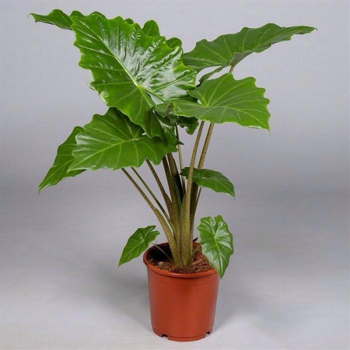 alocasia-portodora-h120-p24