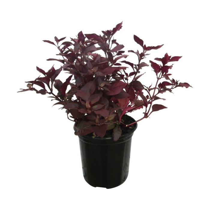 alternanthera-purple-dream-w18-cm
