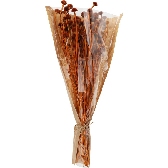 dried-flowers-wild-daisy-terracotta-h55
