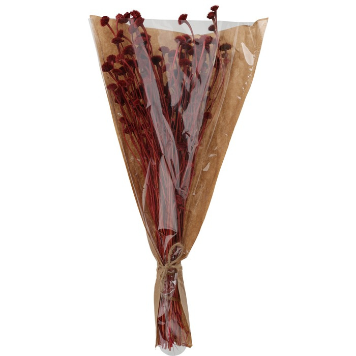 dried-flowers-wild-daisy-red-h55