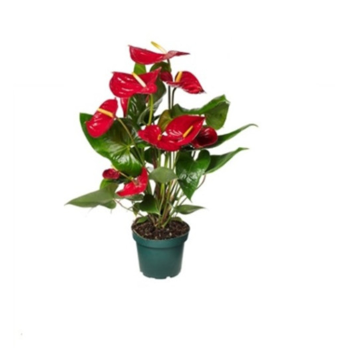 anthurium-andreanum-grp-nevada