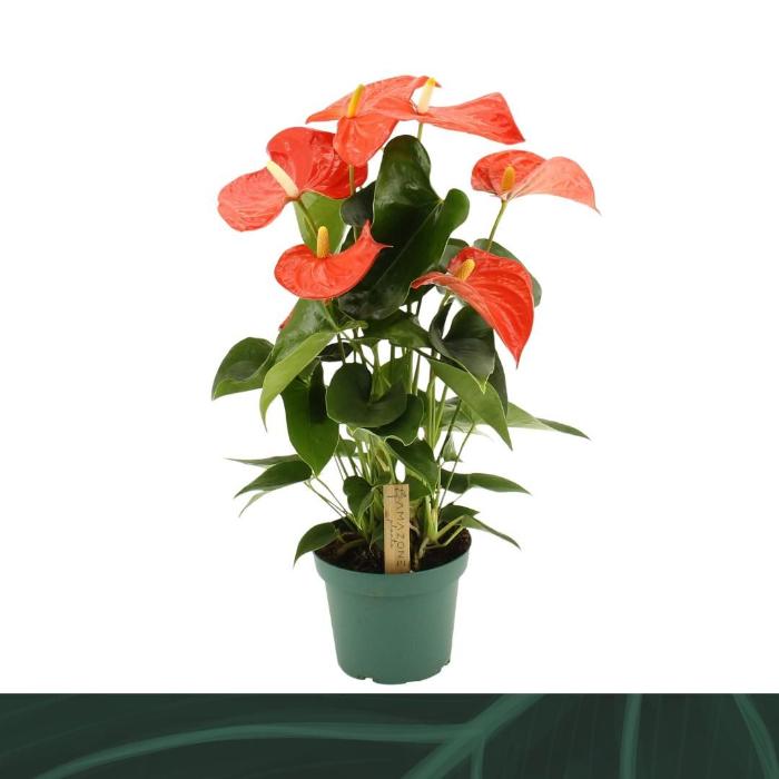 anthurium-andreanum-grp-florida-h50-p14