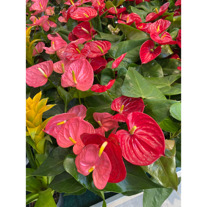 anthurium-colorado-h14-2-assorted
