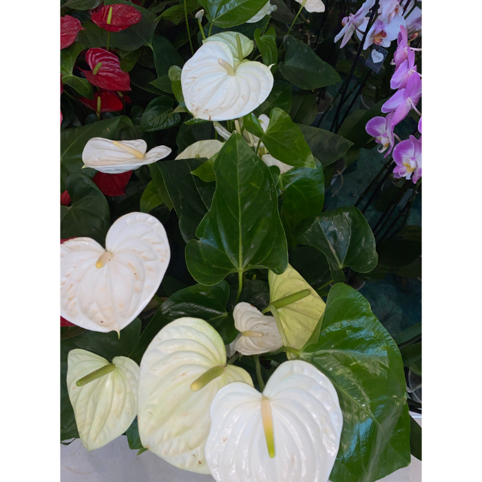 anthurium-alaska-h17