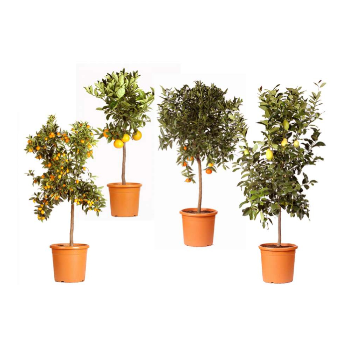 aranciolimoni-w37-cm-tree