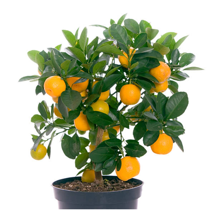 arancio-w60-cm-2-assorted-tree