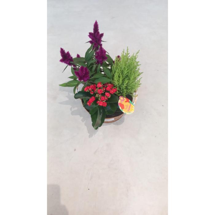 arrangementen-bedding-plants-aline-044-h30-p21