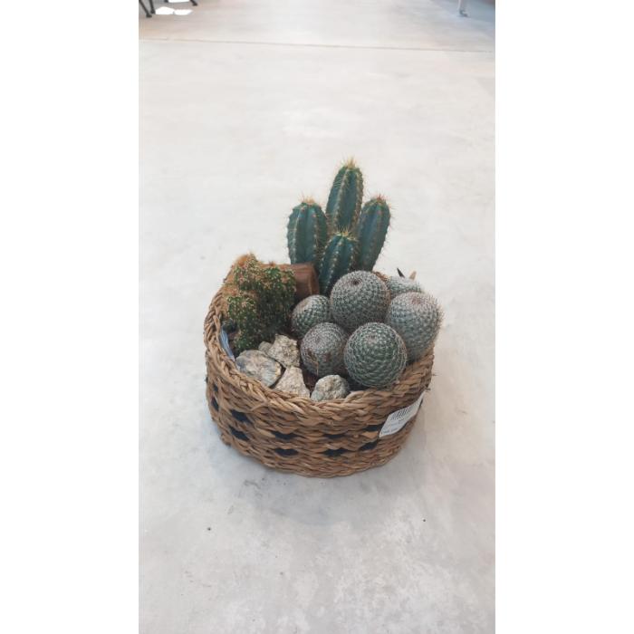 arrangementen-cactus-h30-p26