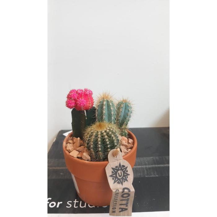 arrangementen-cactus-h16-p10