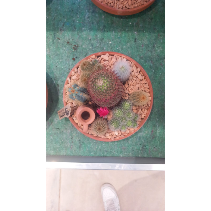 arrangement-cactus-w24-h21