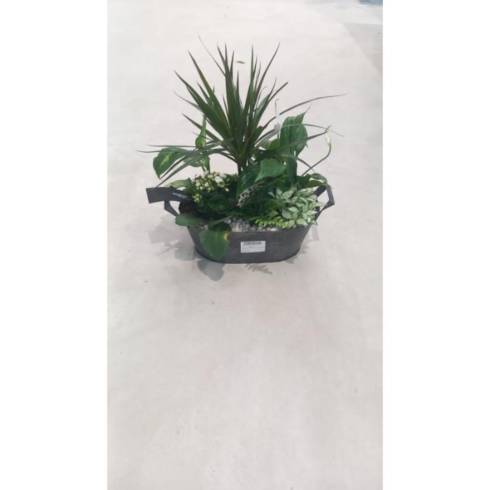 arrangementen-houseplants-h50-p32