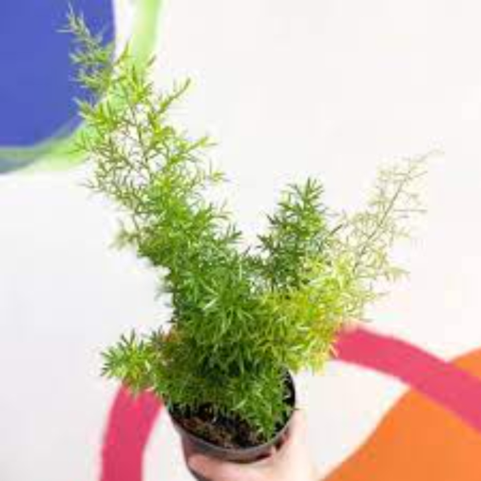asparagus-dens-h18