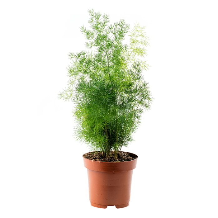 asparagus-densiflorus-cwebe-h30-p12