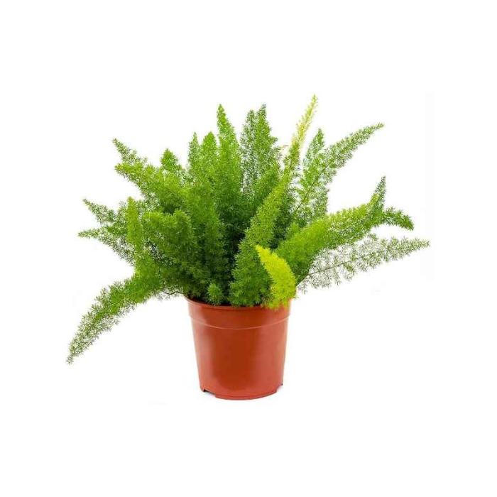 asparagus-densiflorus-myers-h35-p12