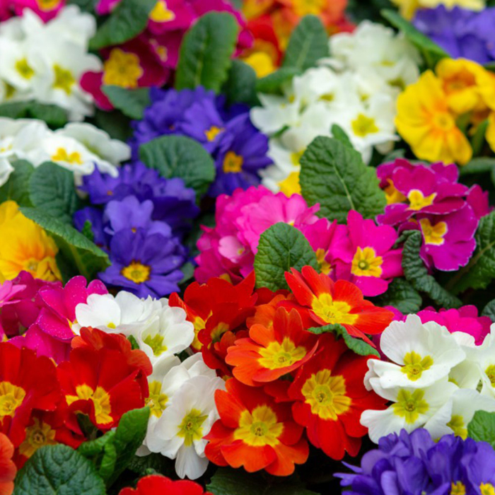 bedding-plants-w9-cm
