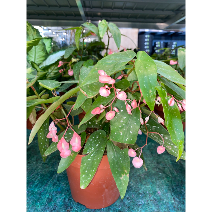 begonia-tamaya-h17