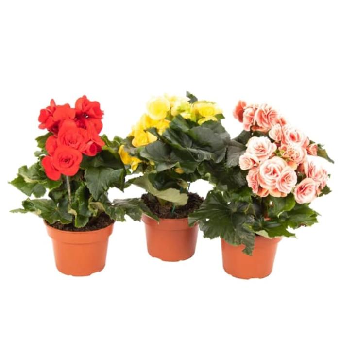 begonia-elatior-mix-h32-p14