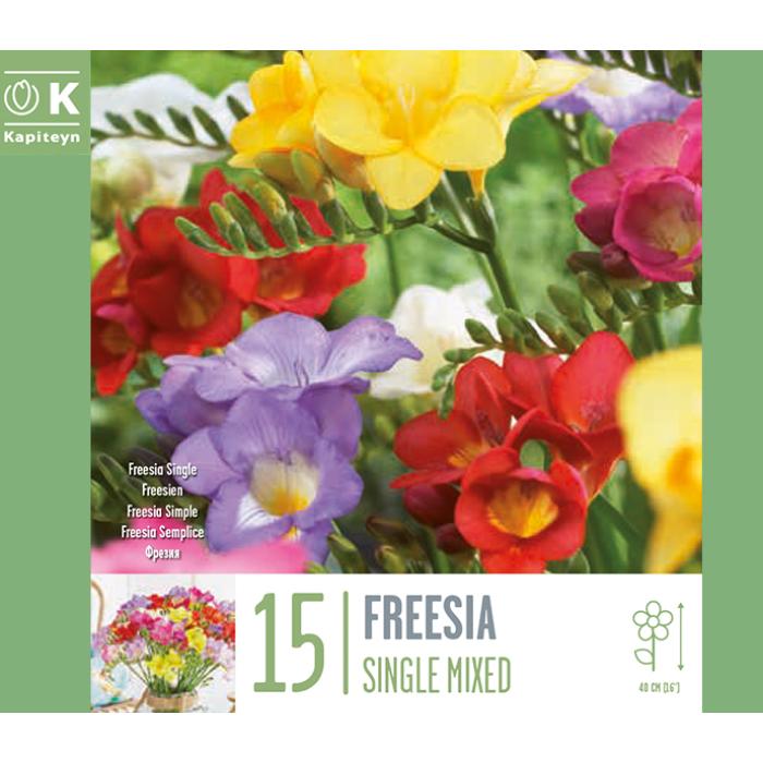 freesia-single-mixed-x-15