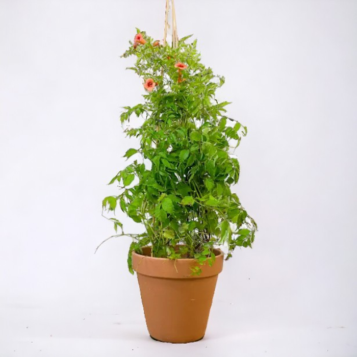 bigonia-capensis-w18-cm