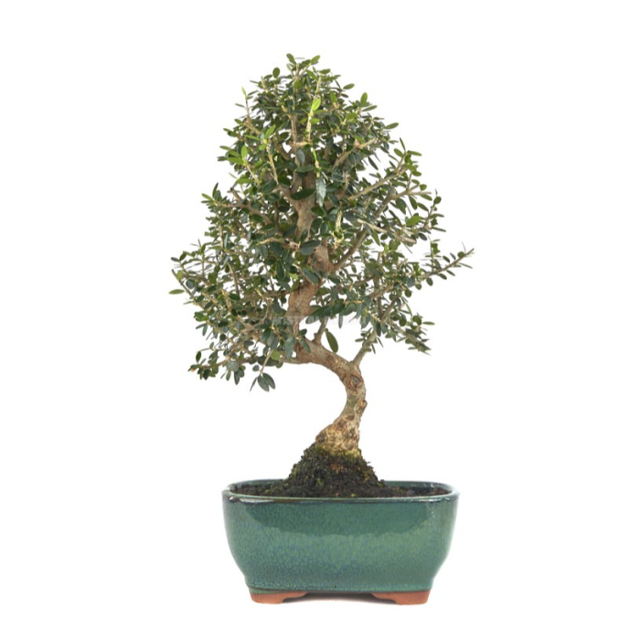 bonsai-olea-sylvestrys-w20