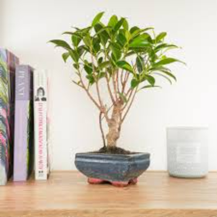 bonsai-ficus-retusa-ceramic-w29