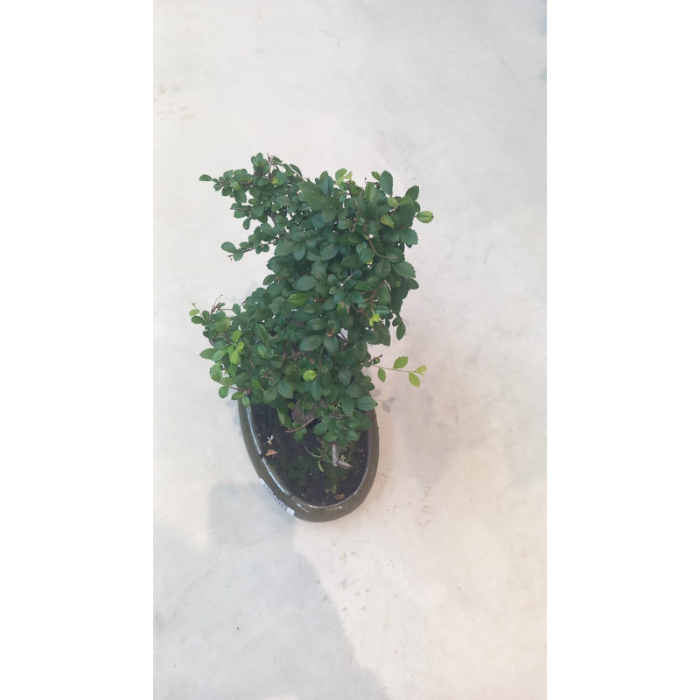 bonsai-mixed-a-piece-shape-ceramic-assoeted-w24-h40