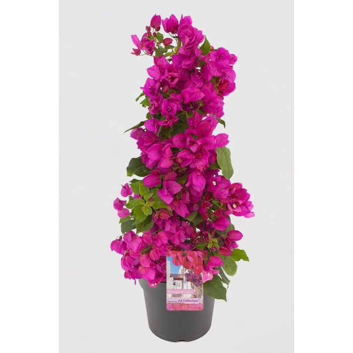 bouganvillea-sanderiana-w18-cm