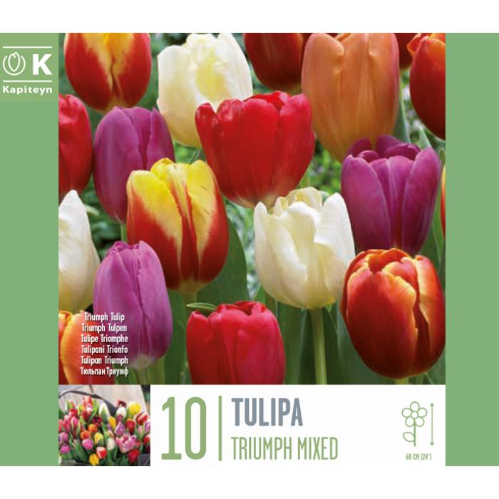 -tulip-triumph-mixed-colors-x-10