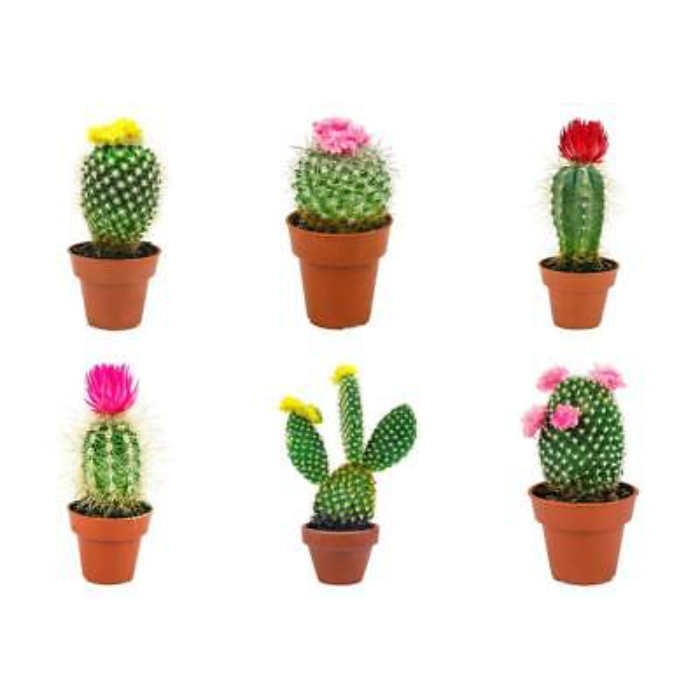 cactus-decorated-w12-h20-6-assorted