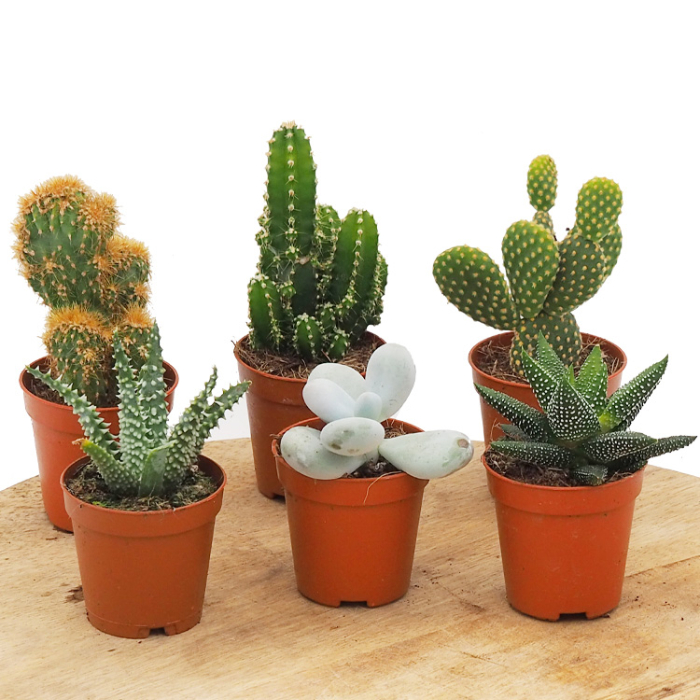 cactus-6-assorted-w17
