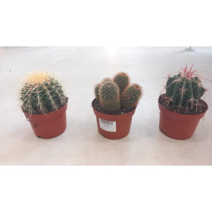 cactus-mixed-h17-p13