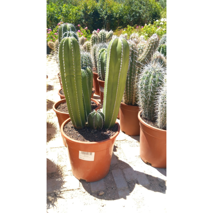 cactus-assorted-w21