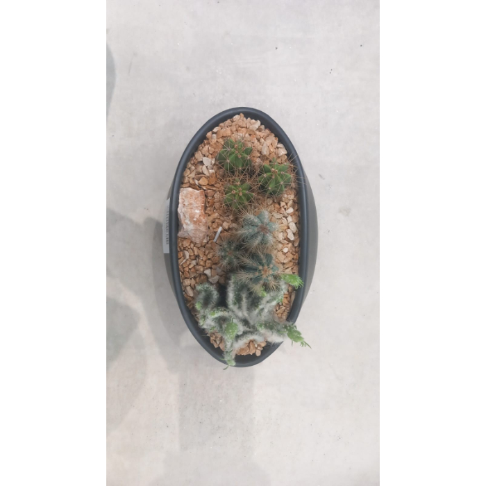 cactus-ev971-w26-h20
