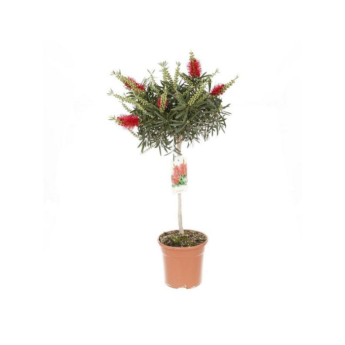 callistemon-w18-cm