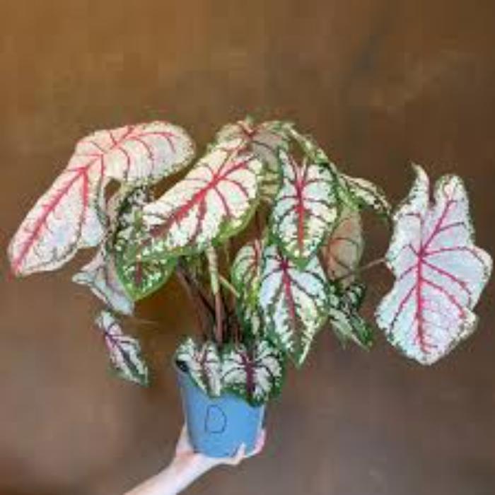 caladium-mixed-h50-p17