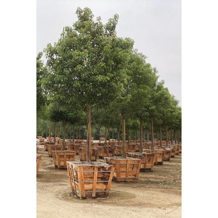 camphora-cinnamomum-w100-cm-tree