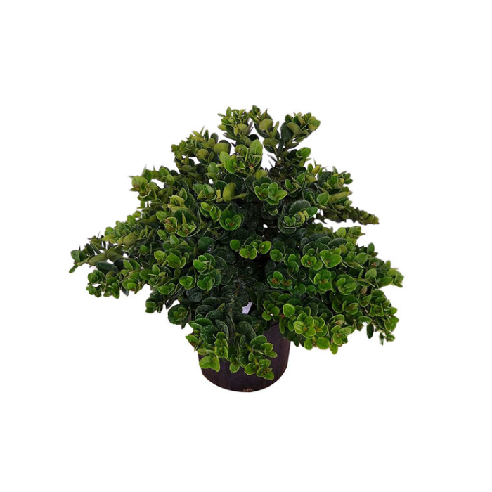 carissa-macr-mixed-w18-cm