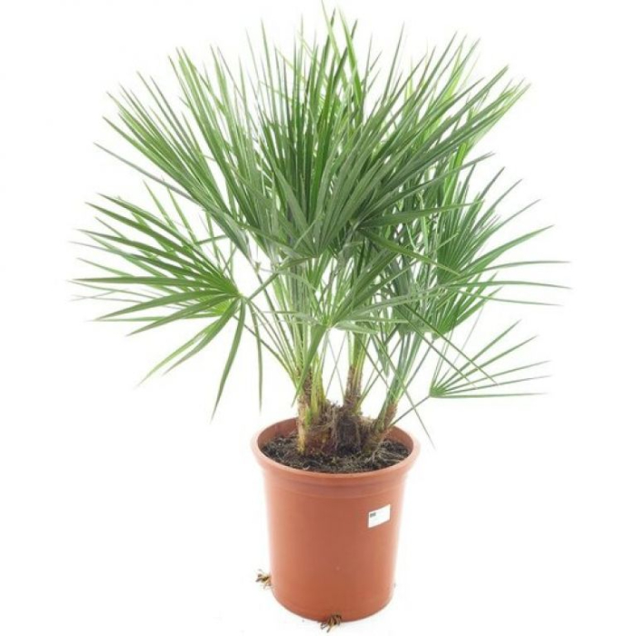 chamaerops-humilis-w18-cm
